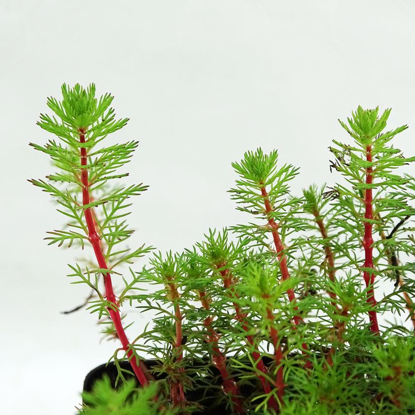 Ärviä - Myriophyllum brasiliense (Lehvistö)