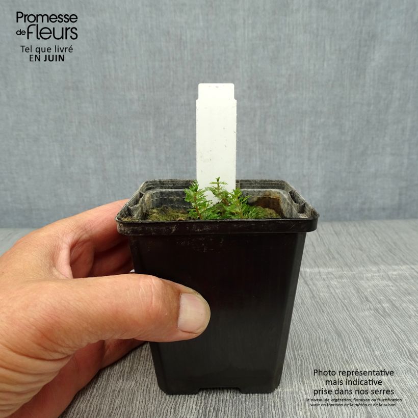 Esimerkki kesällä toimitetusta Tähkä-ärviä - Myriophyllum spicatum Godet de 8/9 cm-taimesta