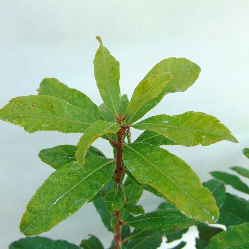 Norkkomyrti - Myrica pensylvanica (Lehvistö)