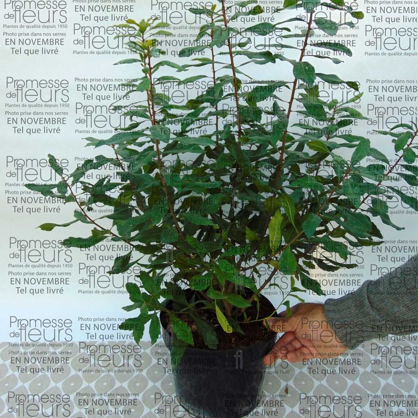 Esimerkki toimitetusta Norkkomyrti - Myrica pensylvanica Pot de 3L/4L-taimesta