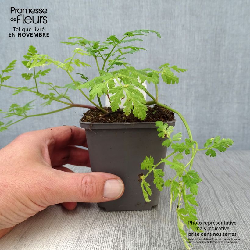 Esimerkki syksyllä toimitetusta Saksankirveli - Myrrhis odorata 8/9 cm taimiruukku-taimesta