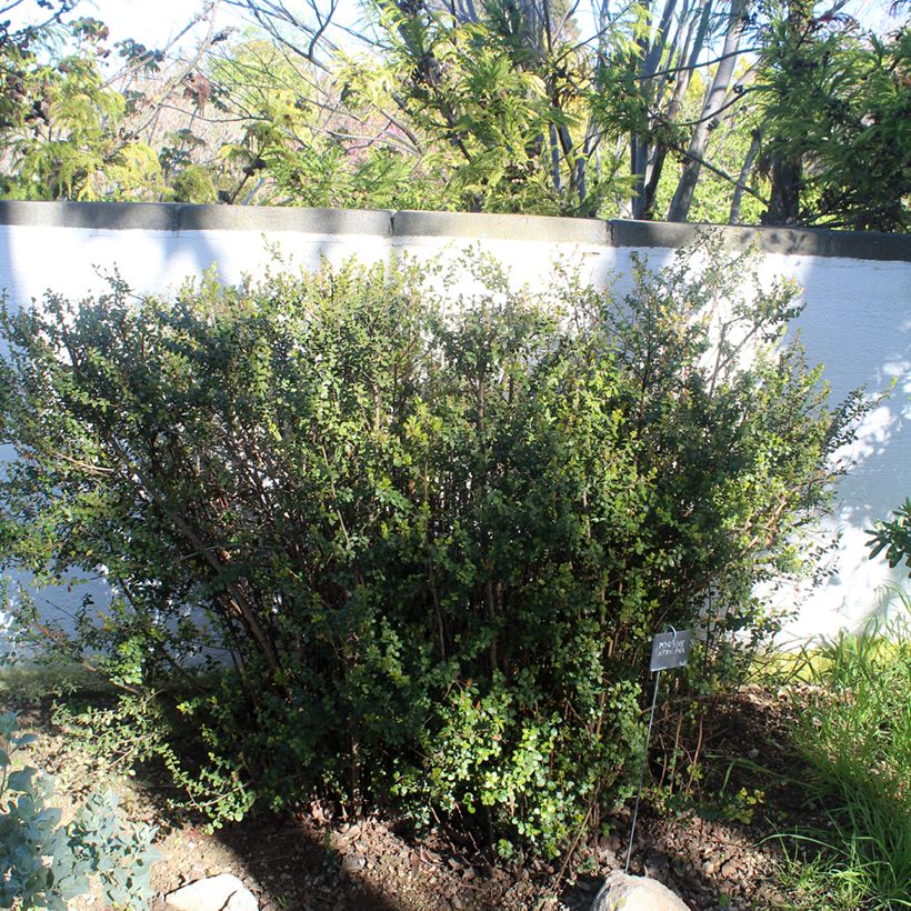 Pensasmyrsikki - Myrsine africana (Kasvutapa)