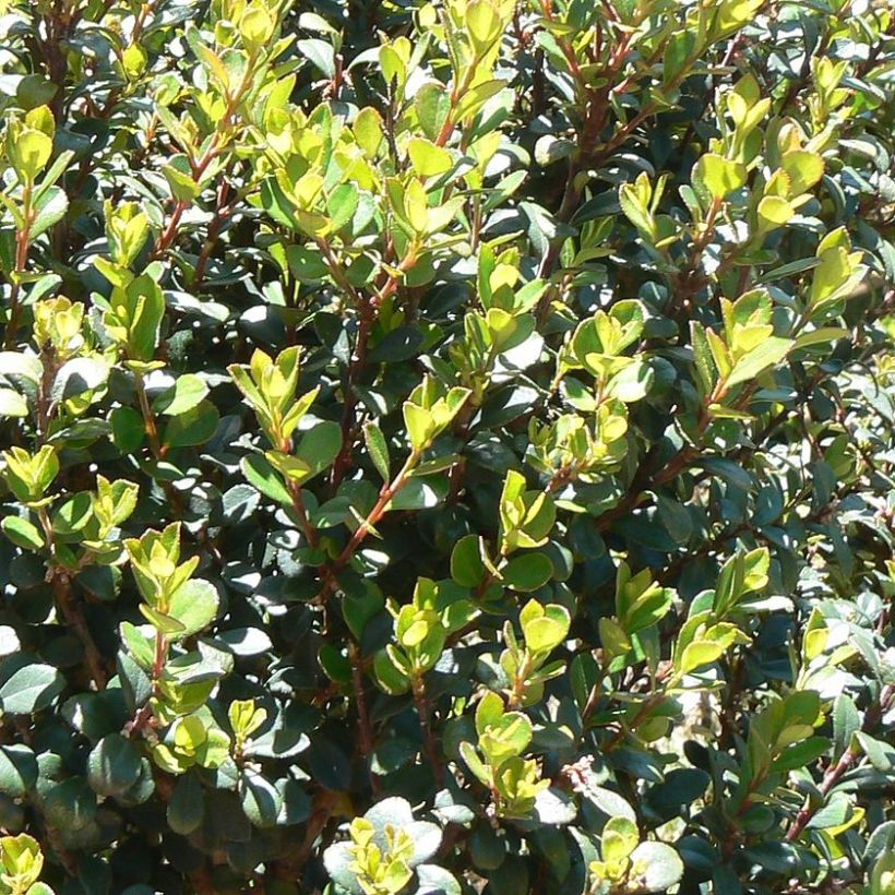 Pensasmyrsikki - Myrsine africana (Lehvistö)