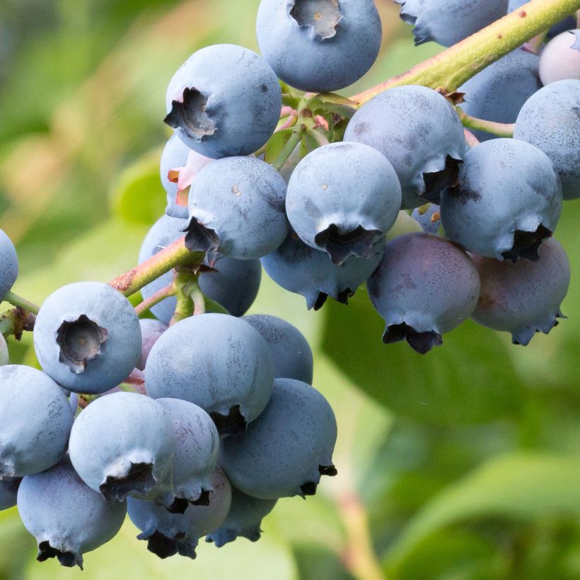 Pensasmustikka North Blue (Sadonkorjuu)