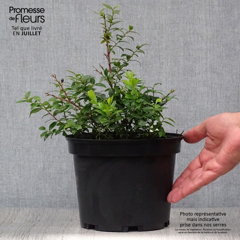 Esimerkki kesällä toimitetusta Hietamustikka Brazelberry Berrybux 10 cm/11 cm ruukku-taimesta