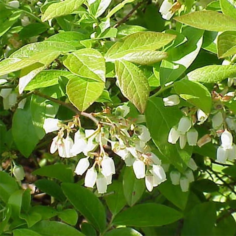 Pensasmustikka Brigitta Blue luomu (Kukinta)