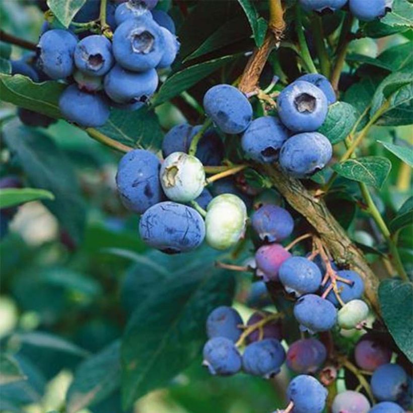 Pensasmustikka Brigitta Blue luomu (Sadonkorjuu)
