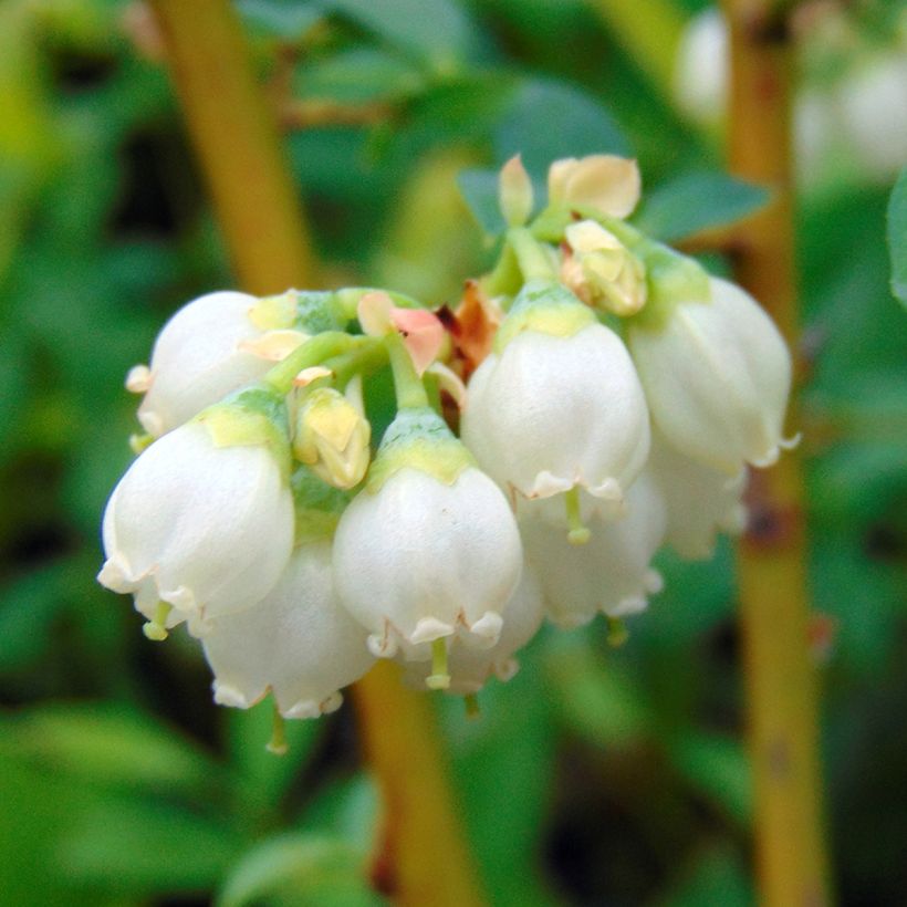 Pensasmustikka Pink Lemonade (Kukinta)