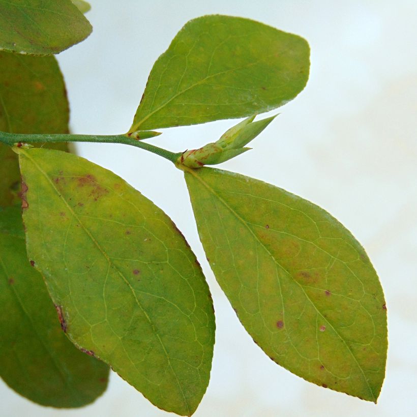 Pensasmustikka Powder Blue (Lehvistö)