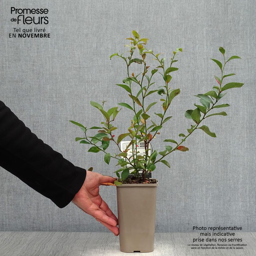 Esimerkki syksyllä toimitetusta Pensasmustikka Powder Blue 1,5 litran / 2 litran kannu, Pensas-taimesta