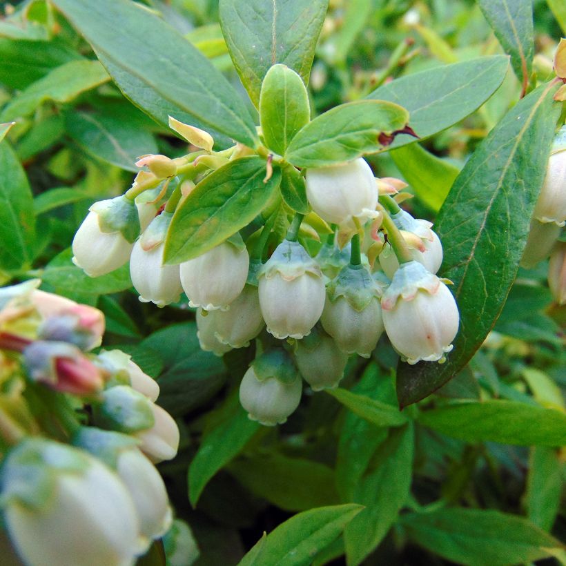 Pensasmustikka Sunshine Blue (Kukinta)