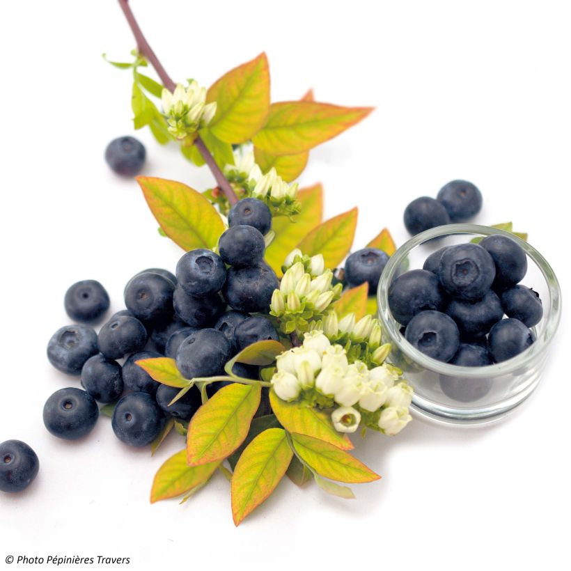 Pensasmustikka Yello!Berryblue (Kukinta)