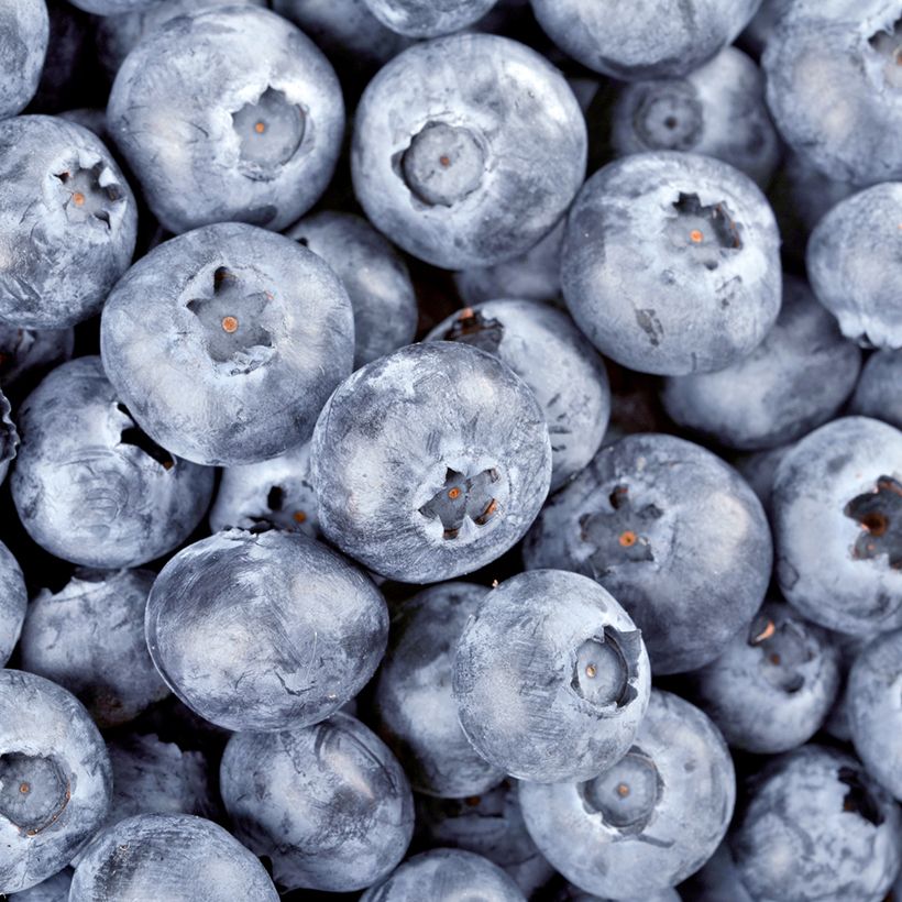 Mustikka (kangasmustikka) - Vaccinium myrtillus (Sadonkorjuu)