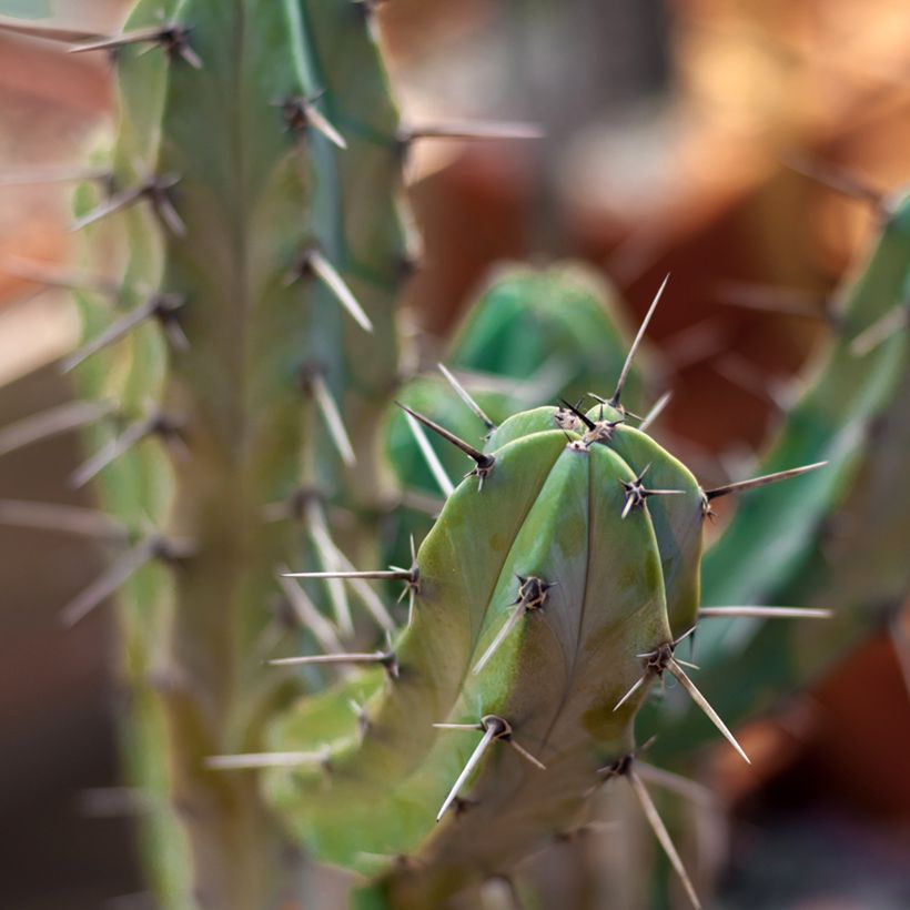 Sinihärmekaktus - Myrtillocactus geometrizans (Lehvistö)
