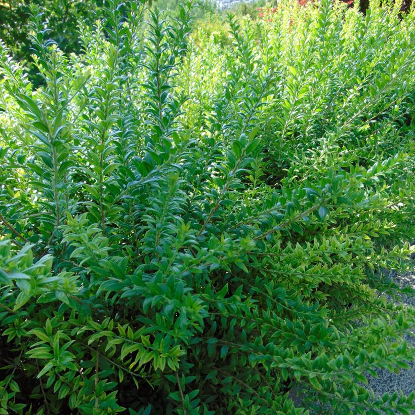 Myrtti - Myrtus communis (Lehvistö)