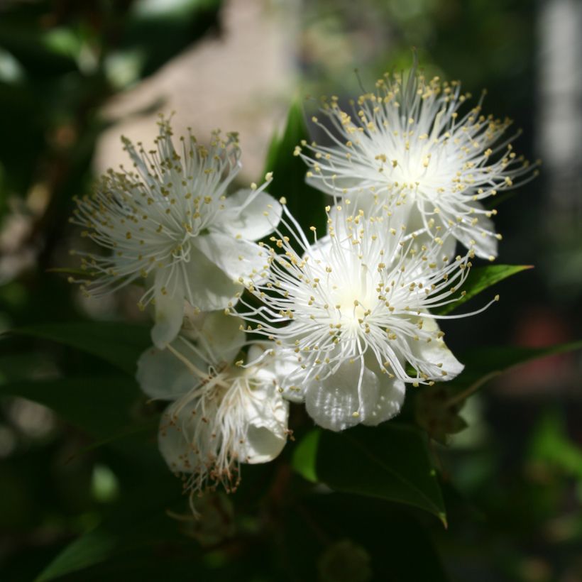 Myrtti - Myrtus communis (Kukinta)