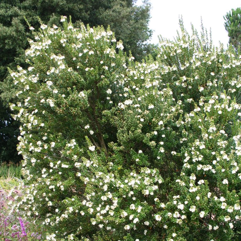 Myrtti - Myrtus communis (Kasvutapa)