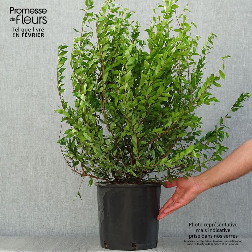 Esimerkki syksyllä toimitetusta Myrtti - Myrtus communis 7,5 litran / 10 litran ruukku-taimesta