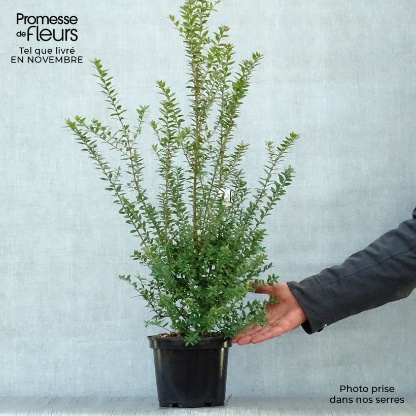 Esimerkki syksyllä toimitetusta Myrtti - Myrtus communis subsp. tarentina 2 litran/3 litran ruukku-taimesta