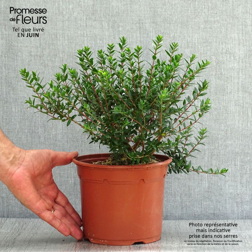 Esimerkki kesällä toimitetusta Myrtti - Myrtus communis subsp. tarentina Ruukku 2L / 3L-taimesta