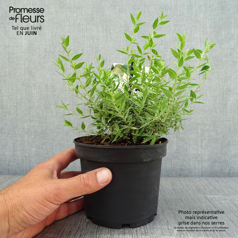 Esimerkki kesällä toimitetusta Myrtti Variegata Ruukku 1,5L / 2L-taimesta