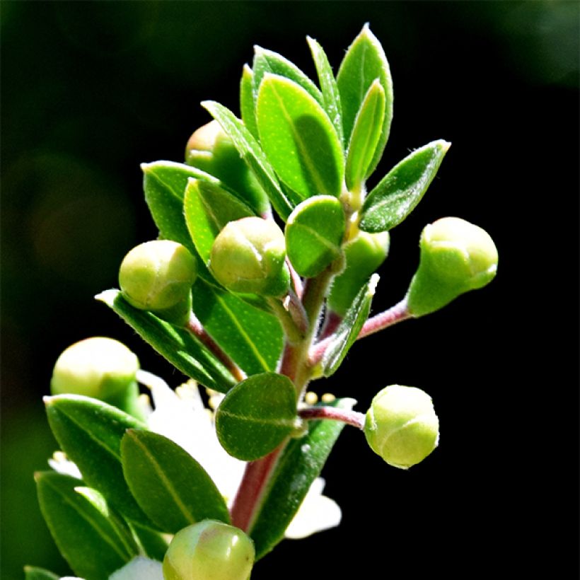 Myrtti - Myrtus communis subsp. tarentina (Lehvistö)