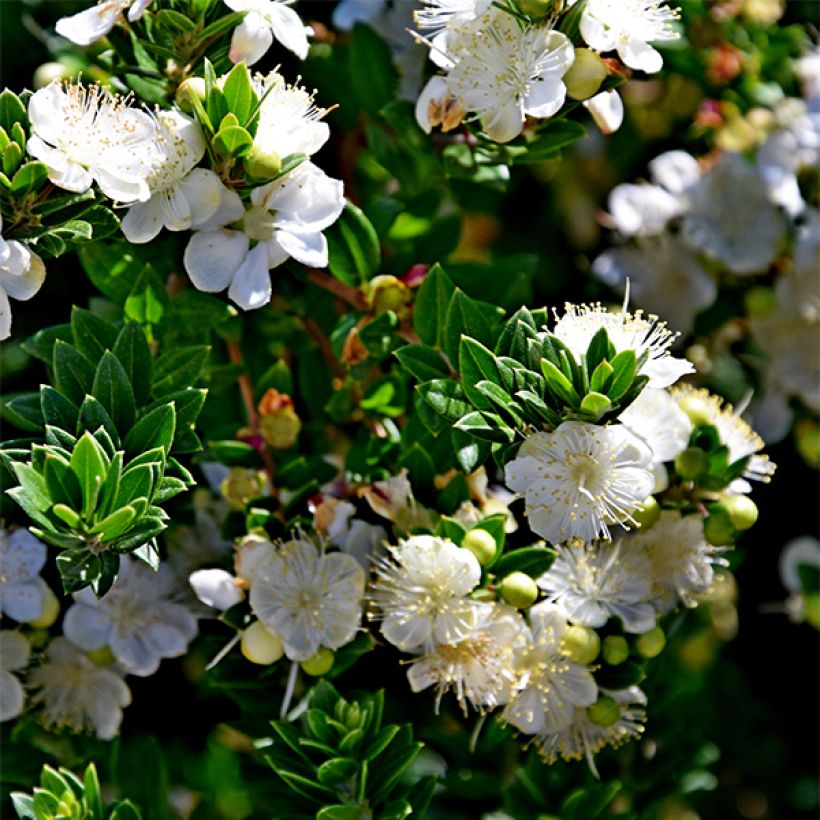Myrtti - Myrtus communis subsp. tarentina (Kukinta)