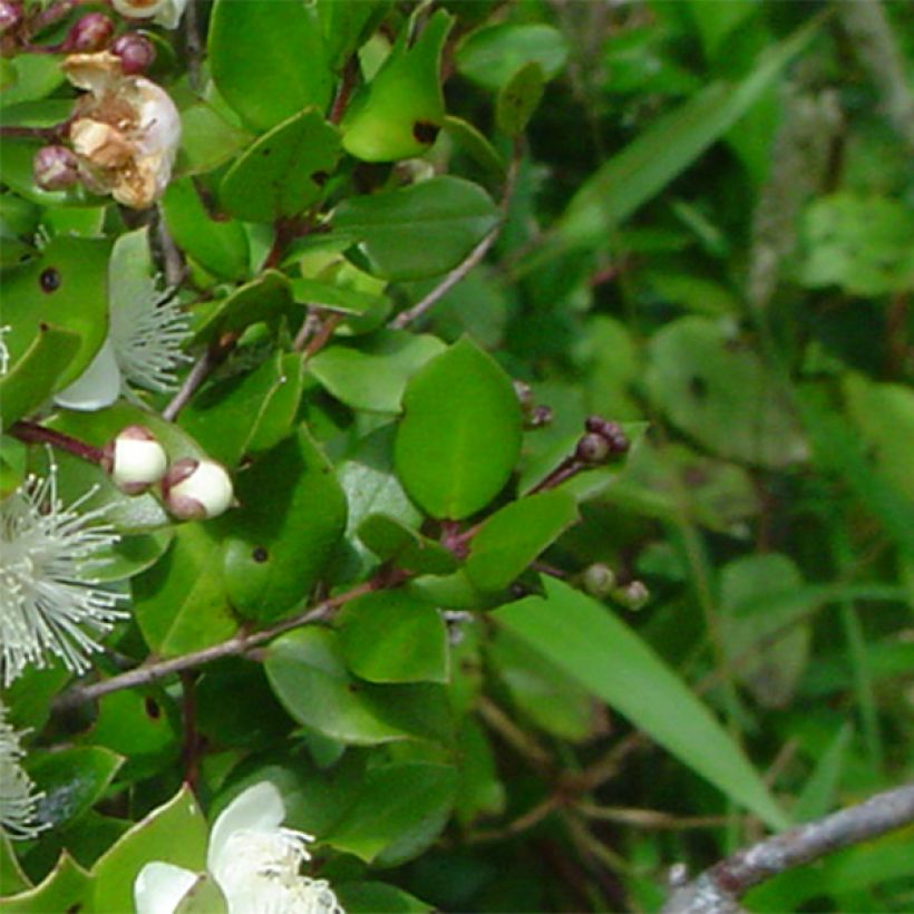 Myrti - Myrtus luma (Lehvistö)
