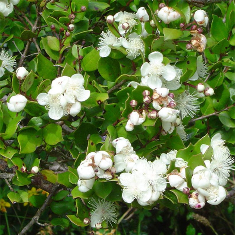 Myrti - Myrtus luma (Kukinta)