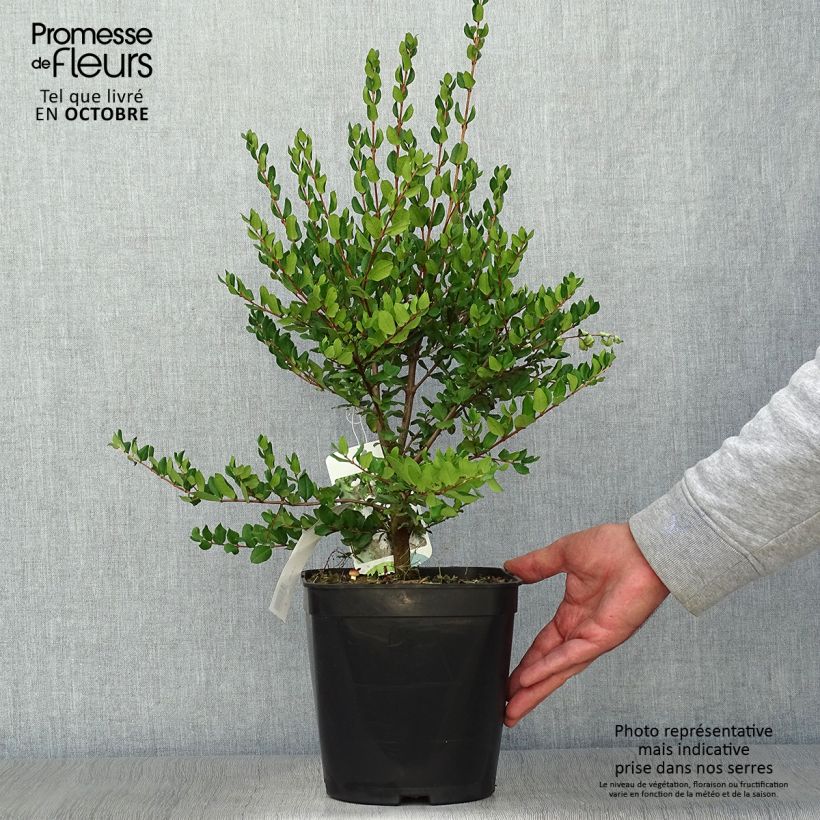 Esimerkki syksyllä toimitetusta Myrti - Myrtus luma 3 litran/4 litran ruukku-taimesta