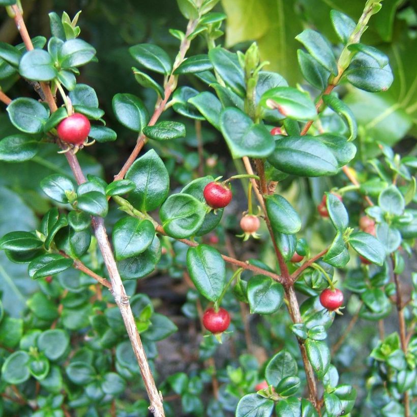Myrti - Myrtus ugni (Lehvistö)