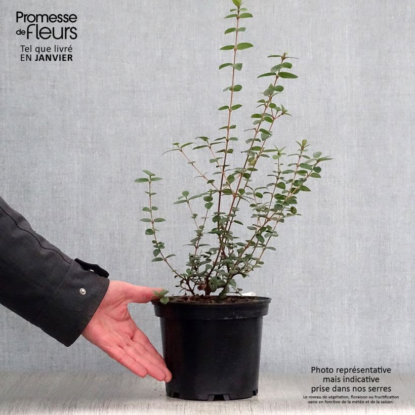 Esimerkki talvella toimitetusta Myrti - Myrtus ugni Pot de 2L/3L-taimesta