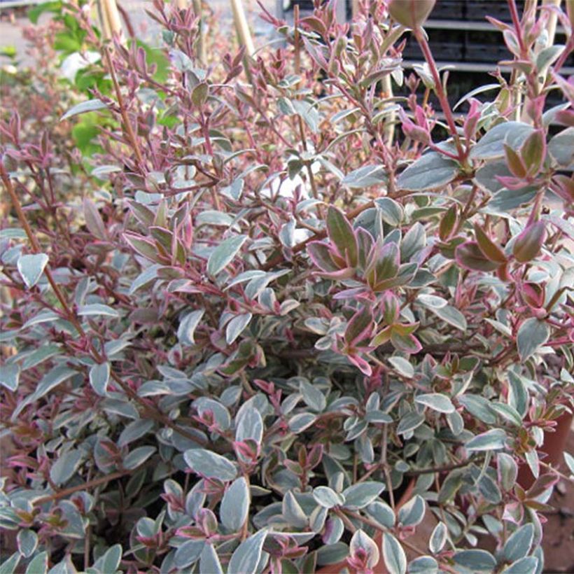 Myrti Flambeau (Lehvistö)