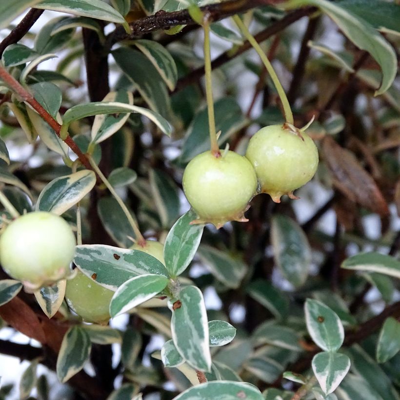 Myrti Flambeau (Sadonkorjuu)