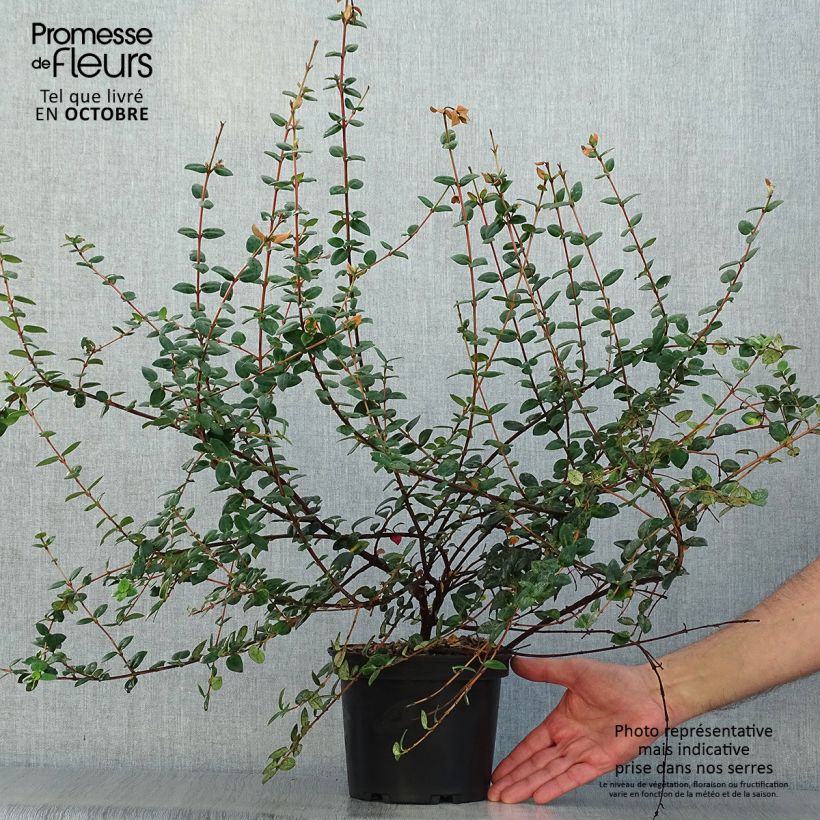 Esimerkki syksyllä toimitetusta Myrti - Myrtus ugni 2 litran/3 litran ruukku-taimesta