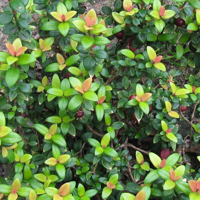 Myrti Butterball (Lehvistö)