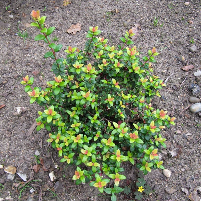 Myrti Butterball (Kasvutapa)