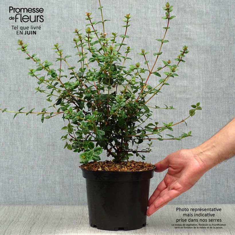 Esimerkki kesällä toimitetusta Myrti Elite Pot de 2L/3L-taimesta
