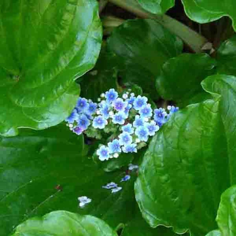 Myosotidium hortensia (Kukinta)