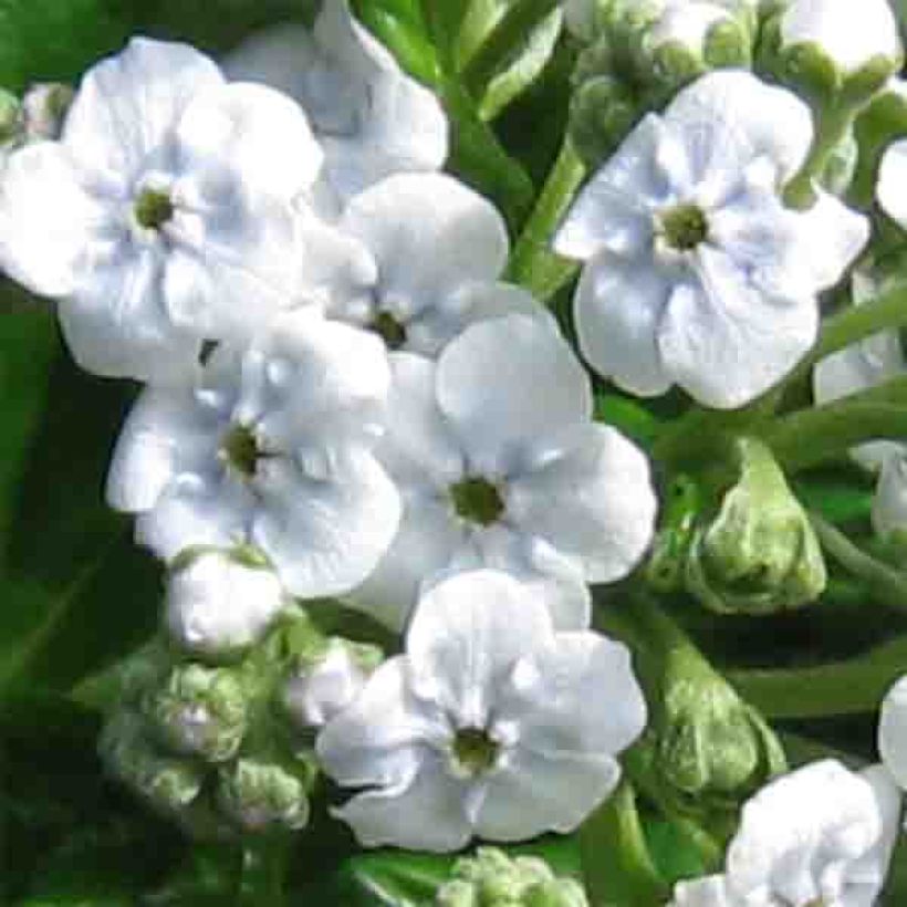 Myosotidium hortensia Alba (Kukinta)