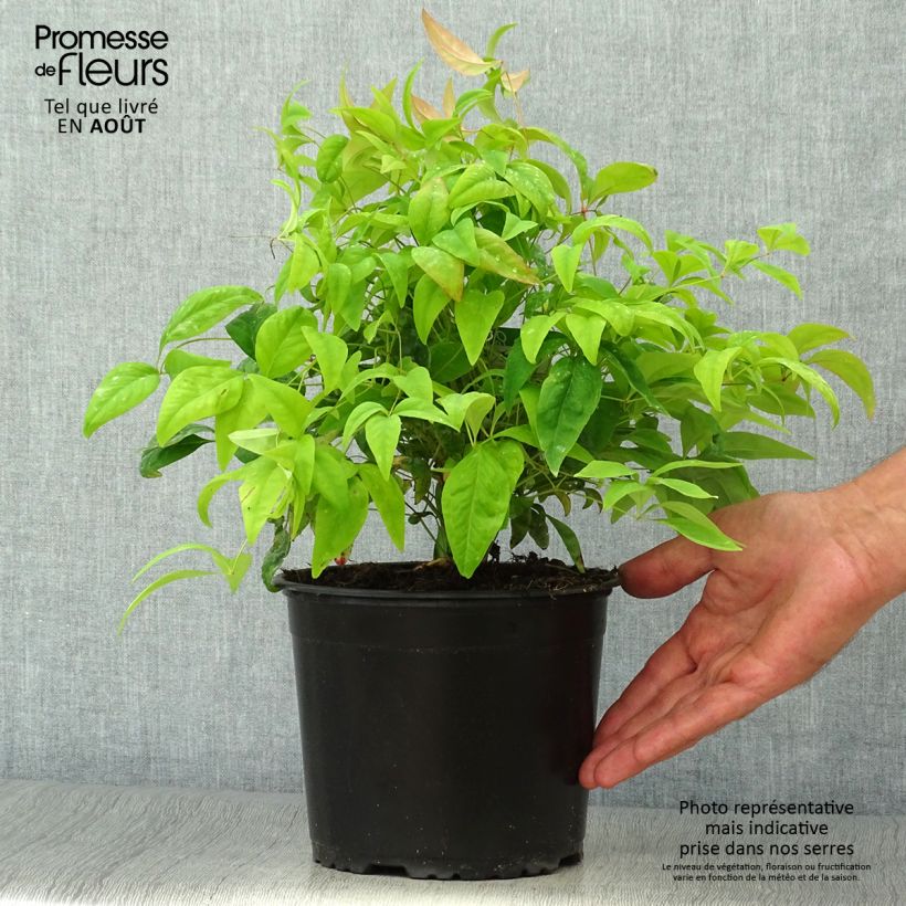 Esimerkki kesällä toimitetusta Pyhä bambu Wood's Dwarf Pot de 2L/3L-taimesta