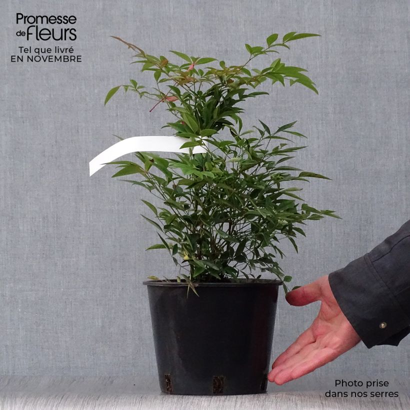 Esimerkki syksyllä toimitetusta Pyhä bambu - Nandina domestica 2 litran/3 litran ruukku-taimesta