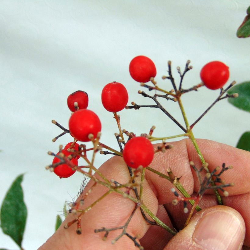 Pyhä bambu - Nandina domestica (Sadonkorjuu)