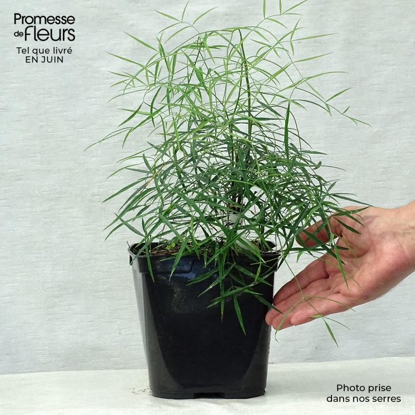 Esimerkki kesällä toimitetusta Pyhä bambu Filamentosa Ruukku 2L / 3L-taimesta