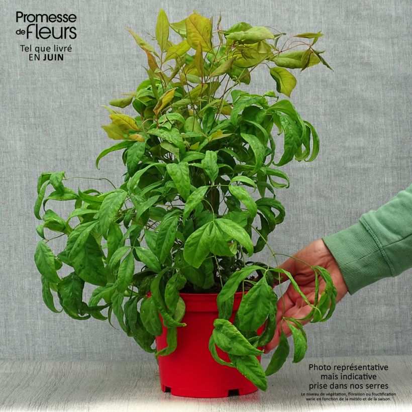 Esimerkki kesällä toimitetusta Pyhä bambu Fire Power Ruukku 2L / 3L-taimesta