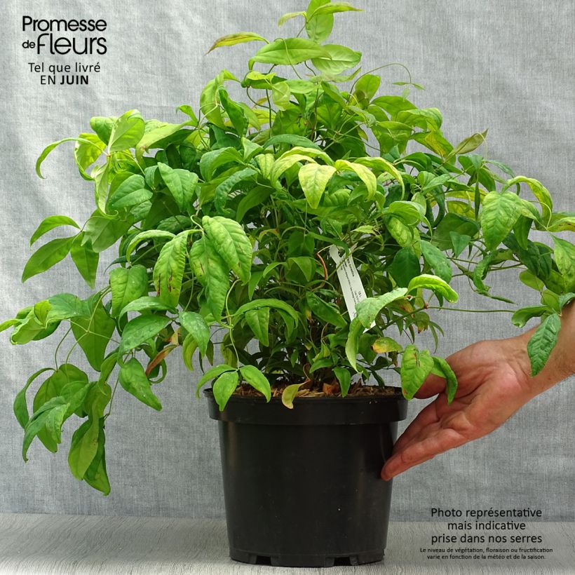 Esimerkki kesällä toimitetusta Pyhä bambu Fire Power Ruukku 4L / 5L-taimesta