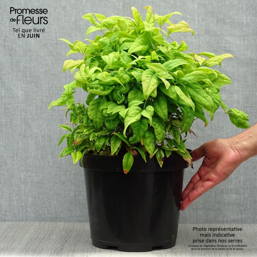 Esimerkki kesällä toimitetusta Pyhä bambu Fire Power Ruukku 7,5L / 10L-taimesta