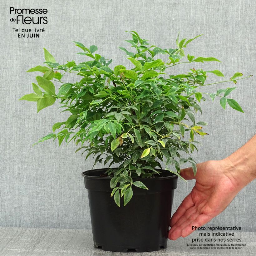 Esimerkki kesällä toimitetusta Pyhä bambu Gulf Stream Pot de 2L/3L-taimesta