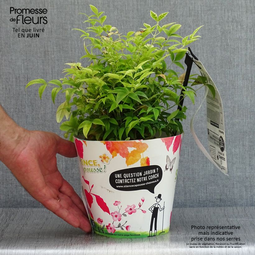 Esimerkki kesällä toimitetusta Pyhä bambu Lemon and Lime Pot de 2L/3L-taimesta