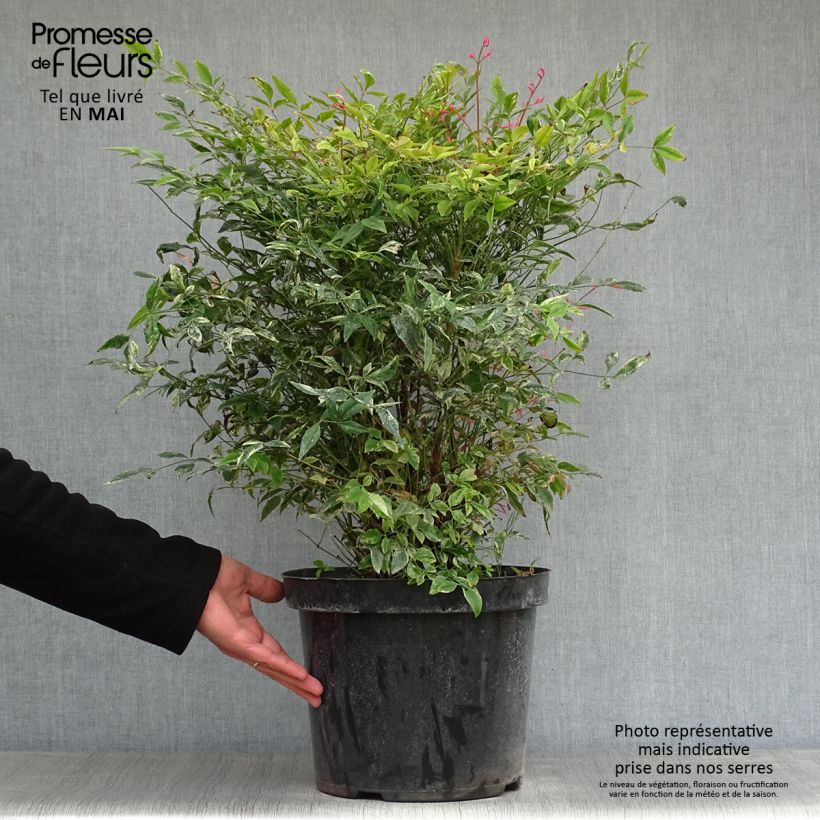 Esimerkki keväällä toimitetusta Pyhä bambu Twilight Pot de 7,5L/10L-taimesta